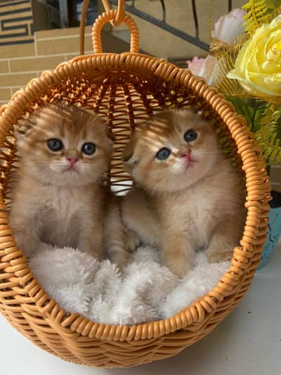 Scottish fold