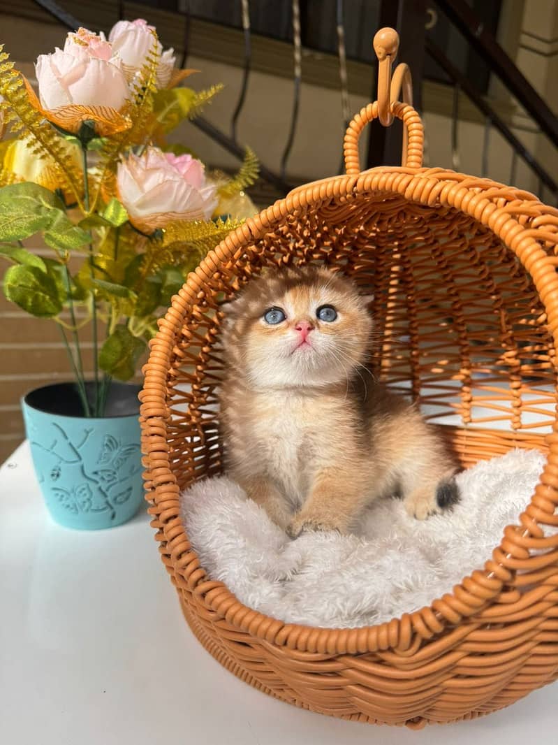 Scottish fold 1