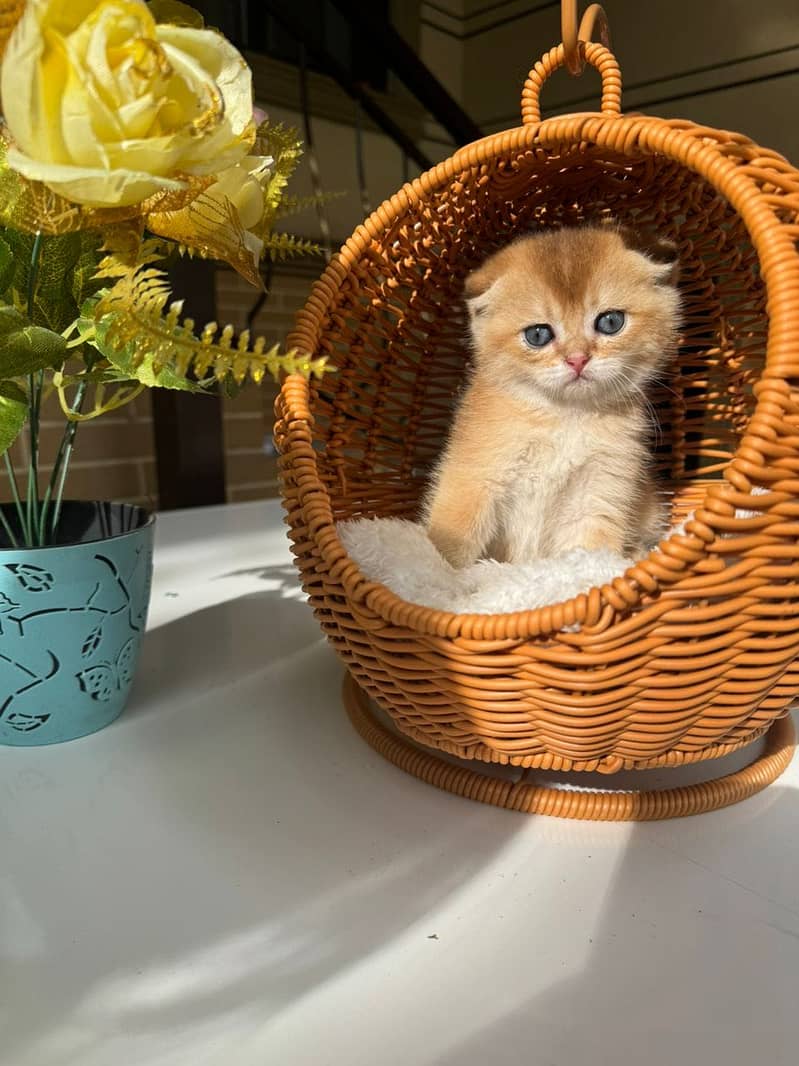 Scottish fold 2