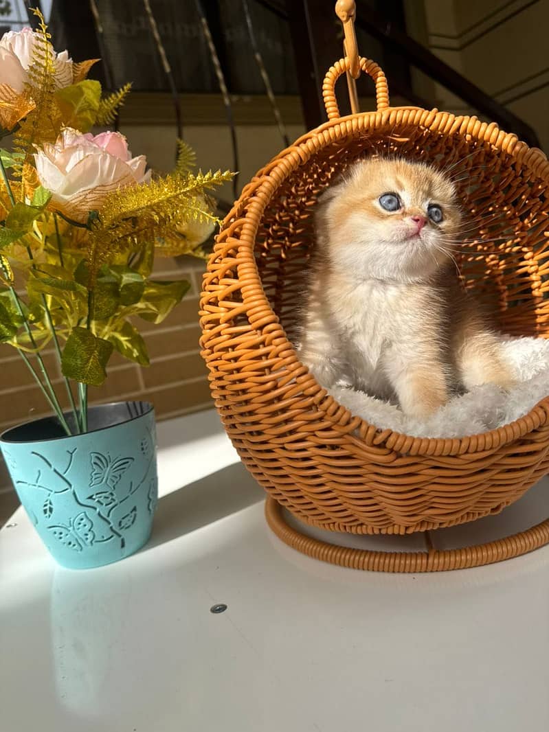 Scottish fold 3