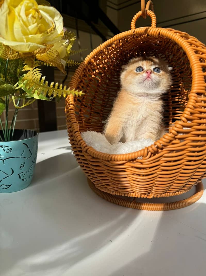 Scottish fold 4