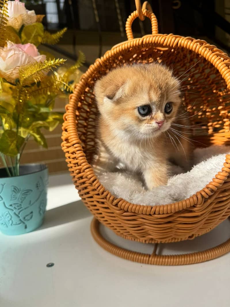 Scottish fold 5