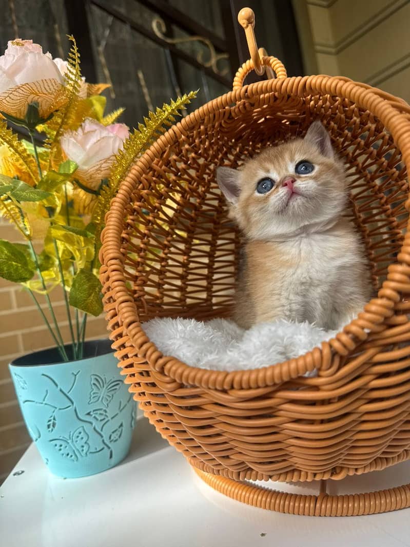 Scottish fold 6