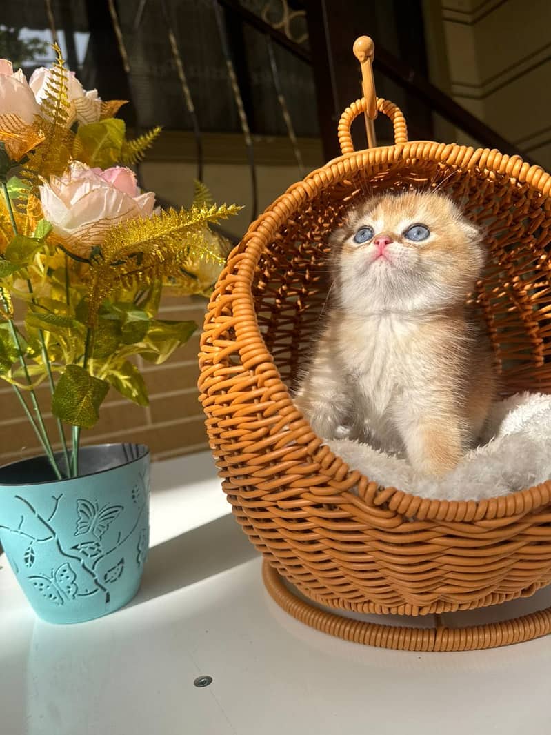 Scottish fold 7