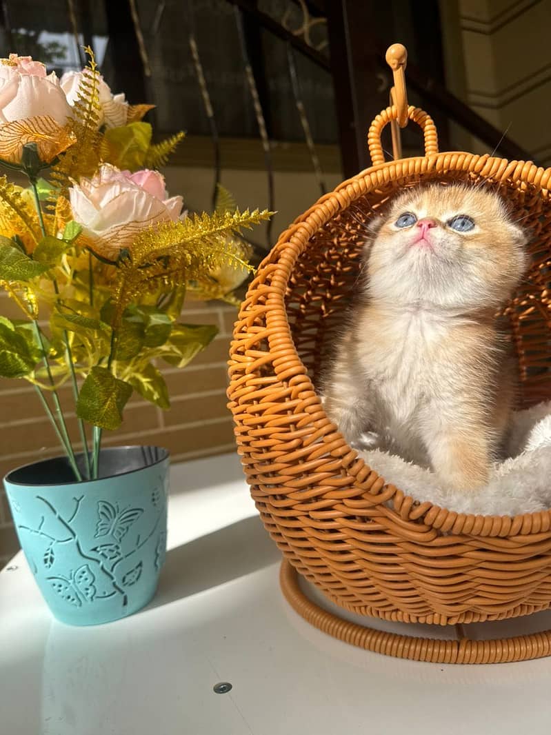 Scottish fold 9