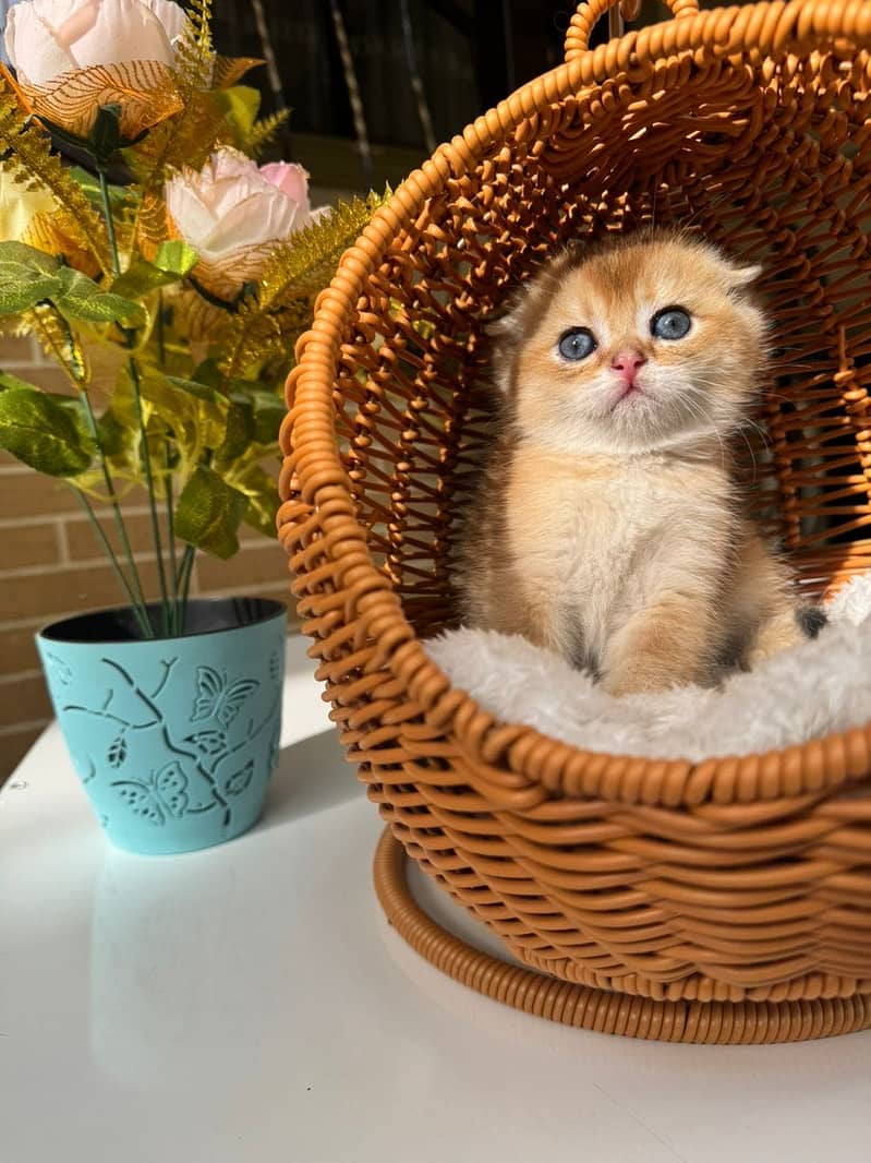 Scottish fold 10