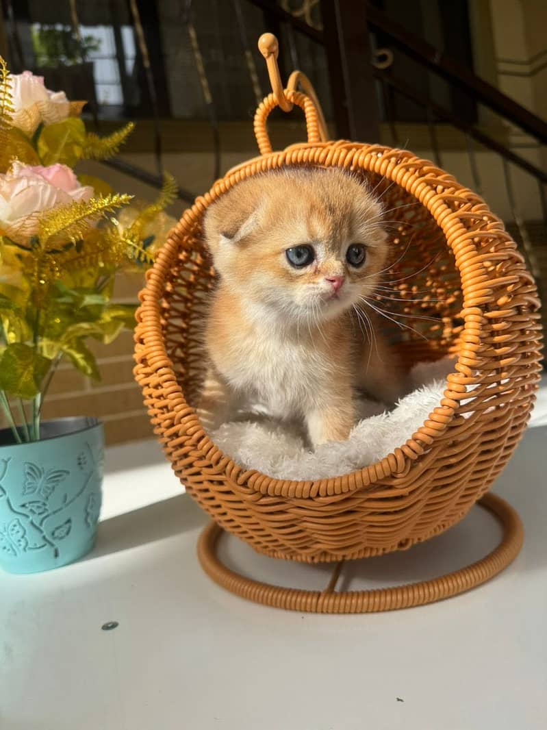 Scottish fold 11