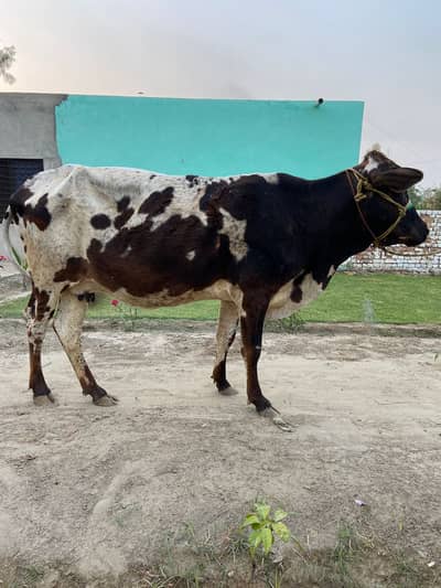 Cow For Sale