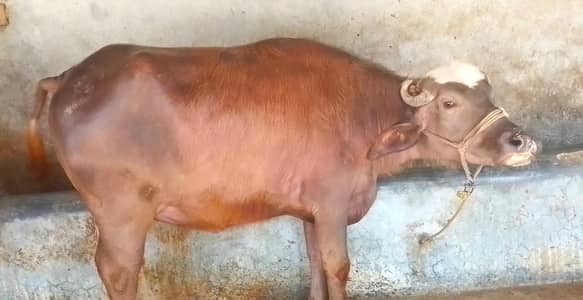 Buffalo for sale