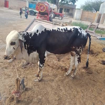 for sale Qurbani ka Lia best weight 160kg age 2.6year
