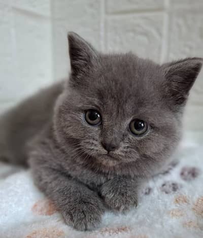 British shorthair