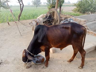 2 Bulls