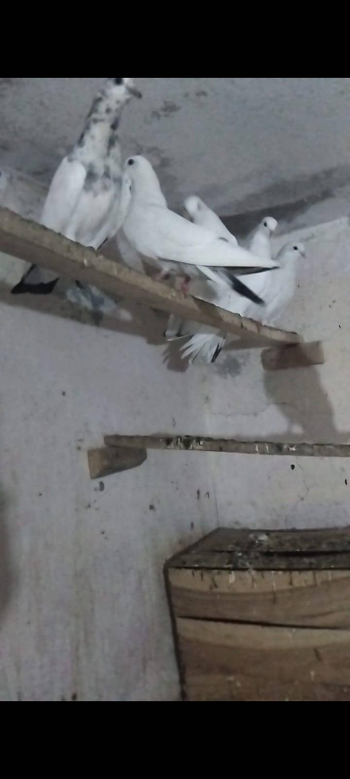 sialkot 0
