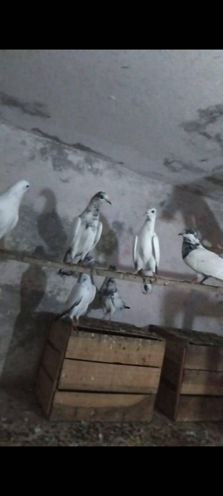 sialkot 2