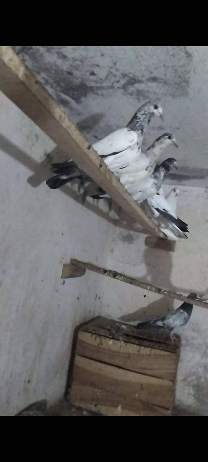 sialkot 3