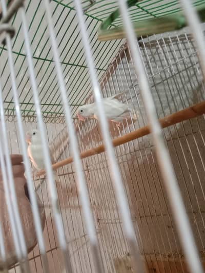 Love Bird's & Australian Bird's