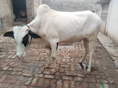 cow 03459752637