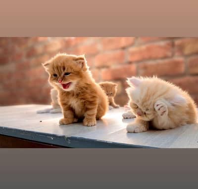 Persian triple coat punch  face kittens