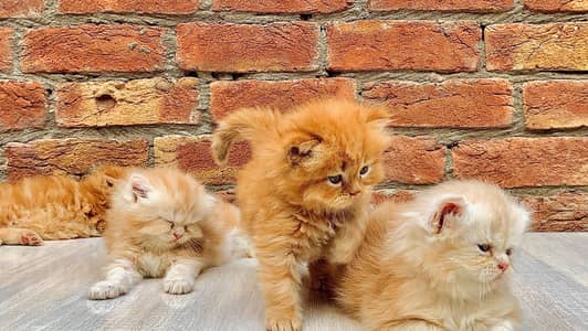 Persian triple coat punch  face kittens