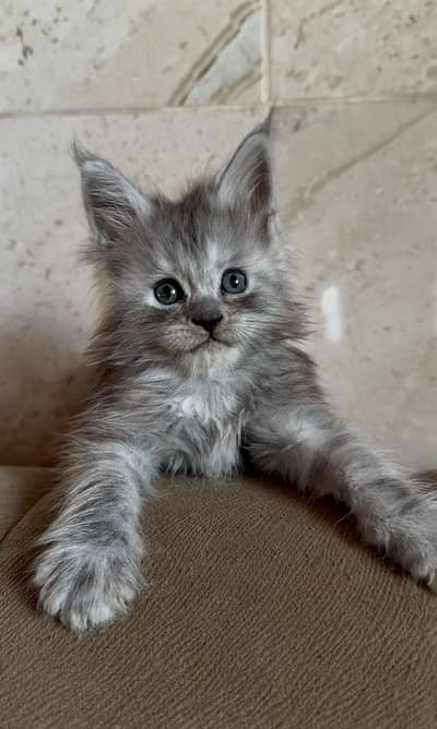 Maine coon