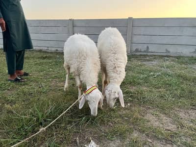 Available 02 lambs. attock. contact for details