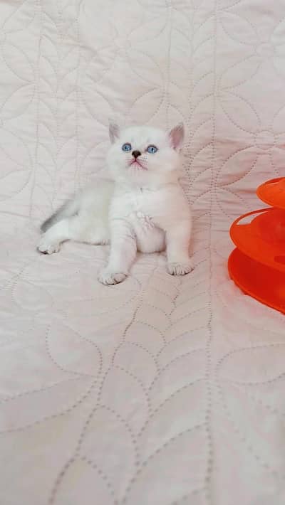 British shorthair
