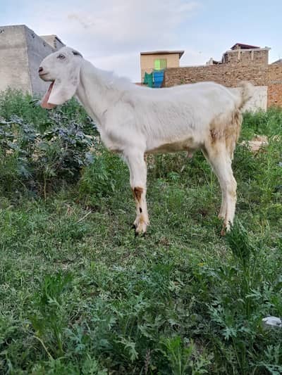 Quarbani 2026 ka Lia Bara BAKRA dant ma kheera biith dal di