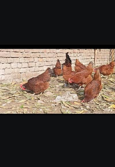 Rir pure breed chicks