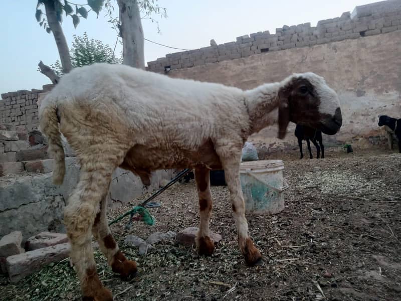 sheep 1
