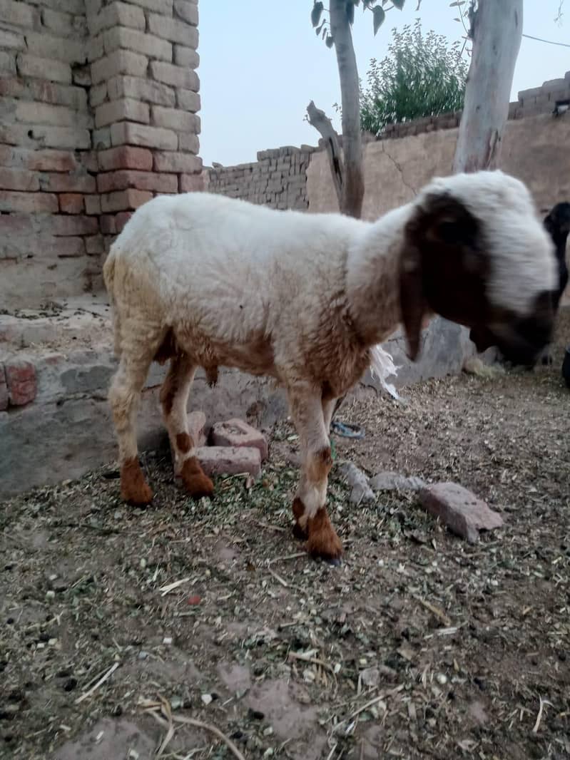 sheep 2