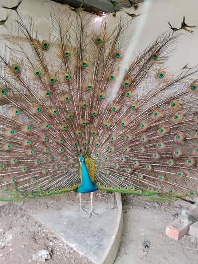 peacock blue shoulder