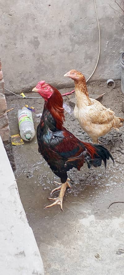 waydhnama murgha or Pakistani murgi.