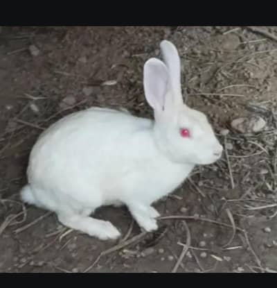 white rabbit 