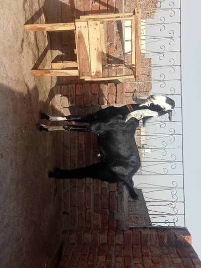 2 bkry khsi aur dondy