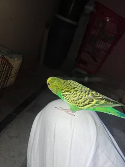 0ne bird is hand tame bird and healthy breading pair
