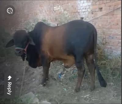 Bulls