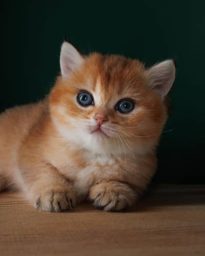 British shorthair