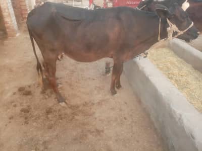 cow for sale in khushab sandral