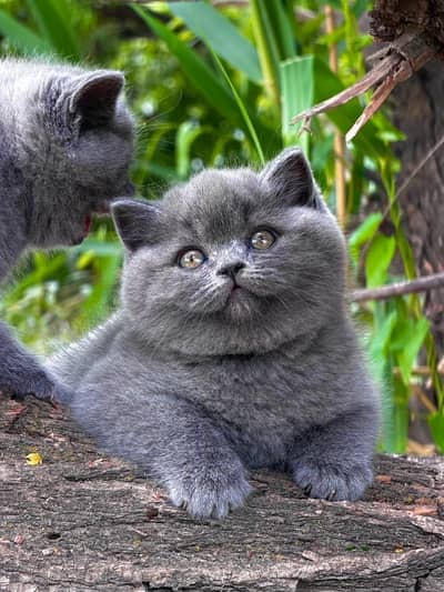 British shorthair