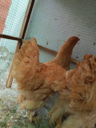 Heavy buff pair for sale