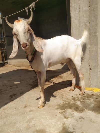 2 dant ka ando bakra qurbani ka urgent sell