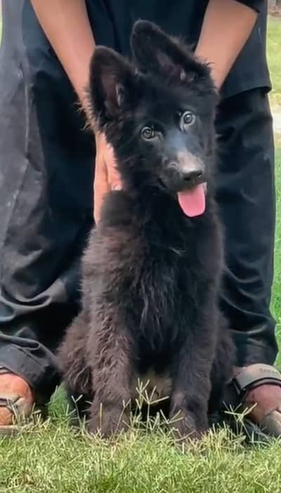 German shepherd black puppy male