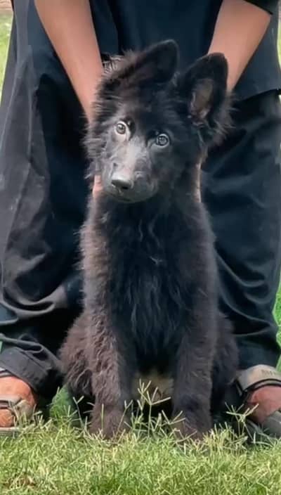 German shepherd black puppy male