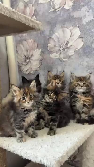 Maine coon