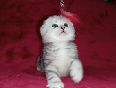 Scottish fold