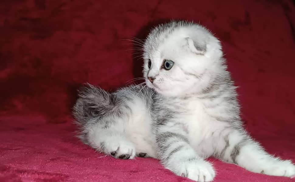 Scottish fold 1