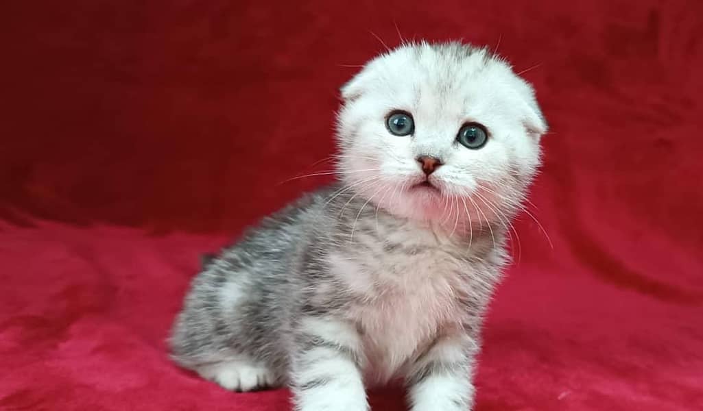 Scottish fold 2