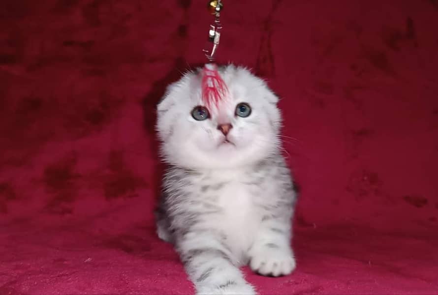 Scottish fold 3