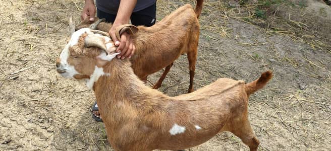 Bakra / Eid / Qurbani / gosht