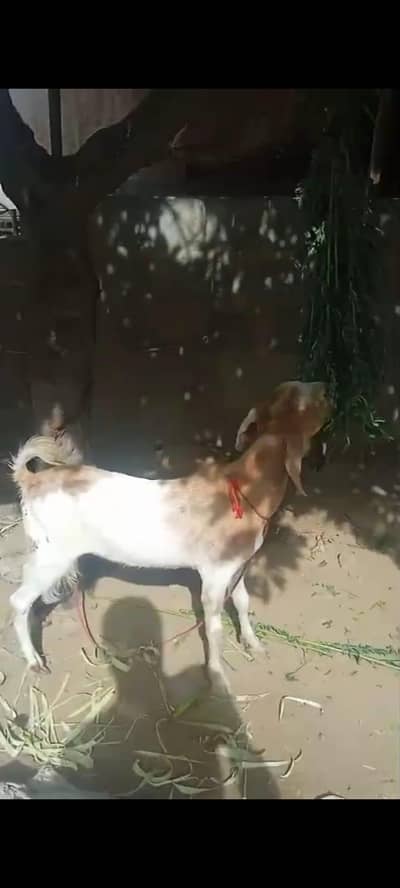 2 dant punch or khassi for qurbani